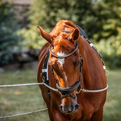 Dubbele Lange Lijnen